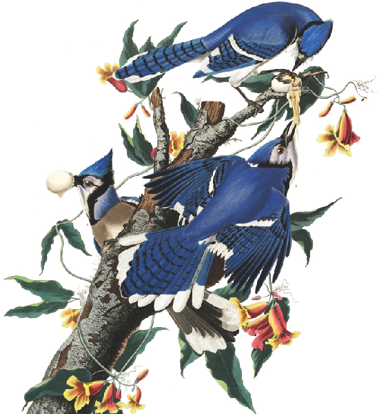 Three blue jays in a tree from Audubon's The Birds of America