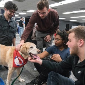 Group of students pet a yellow labrador retriever