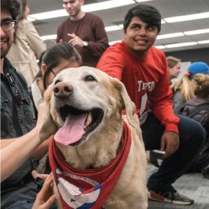 Students petting therapy dog