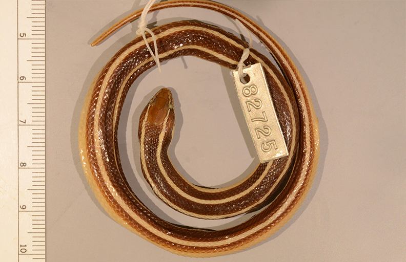 Photograph of a coiled snake specimen with a metal numbered tag attached